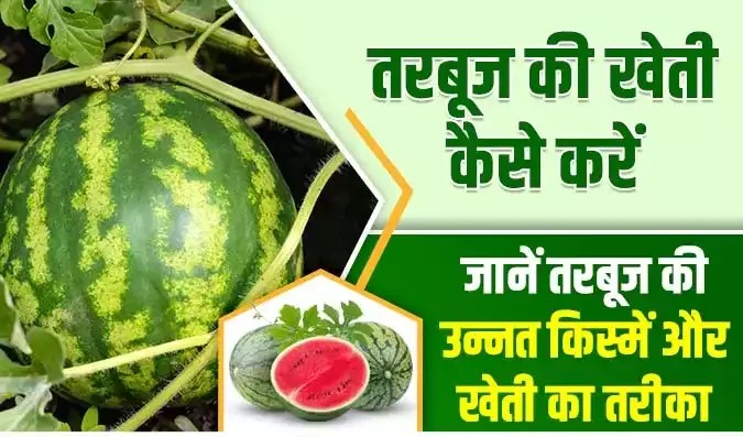 How to do advanced watermelon cultivation तरबूज की उन्नत खेती कैसे करें