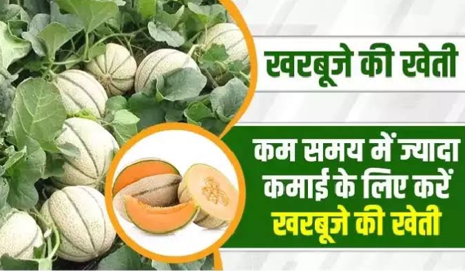 How to cultivate muskmelon खरबूजे की खेती कैसे करें