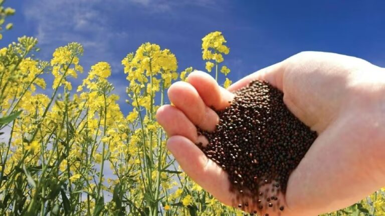 Farmer should control pests in mustard crop in this way किसान  इस तरह करें सरसों की फसल में लगने वाले कीटों का नियंत्रण